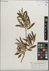 Foto von Salix pellita (Andersson) Bebb